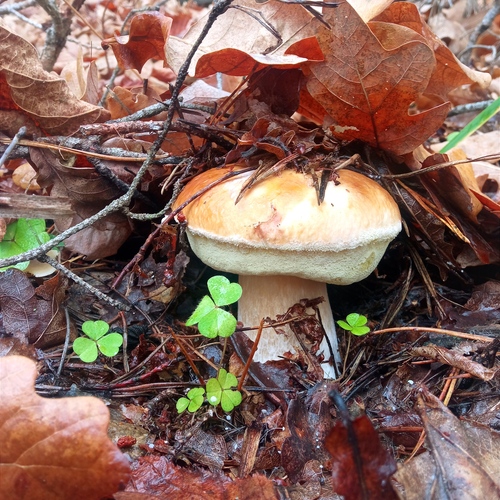 Photo #13950240