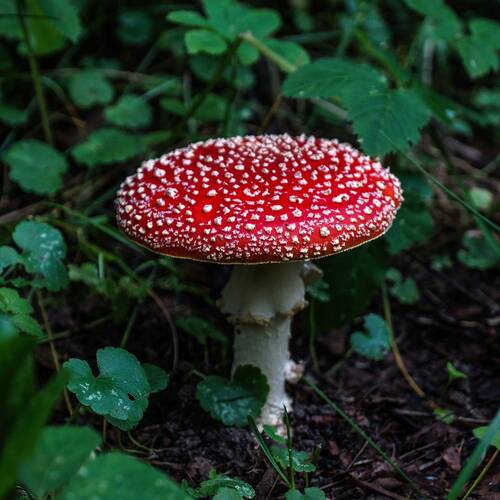 Photo #13950417