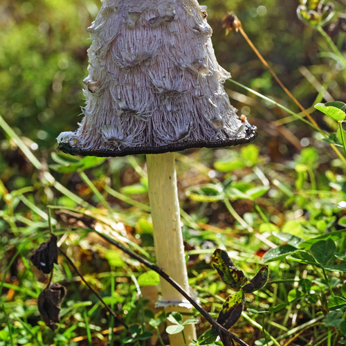 Photo #13950421
