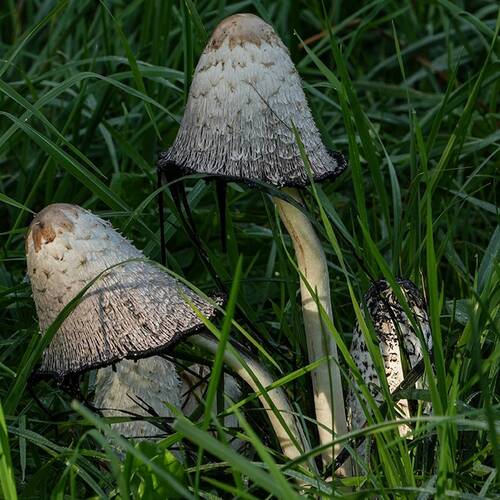 Photo #13950430