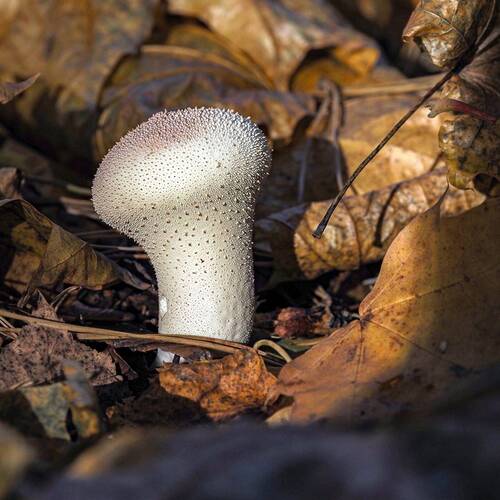 Photo #13950436