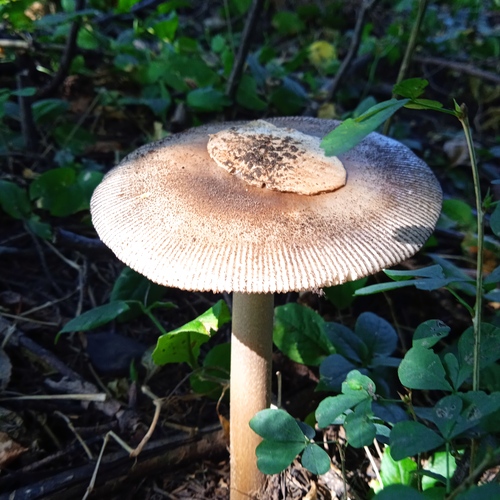Photo #13950740