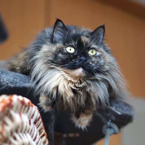 Photo #13950742