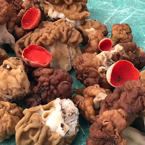 Photo #13950884