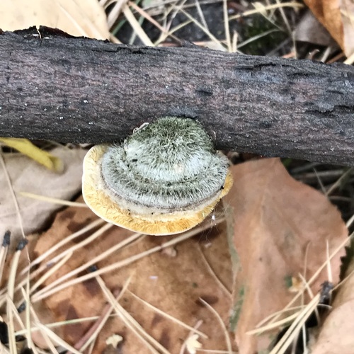 Photo #13950885