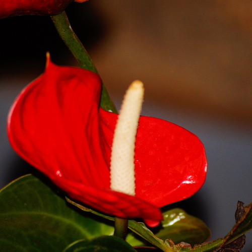 Photo #13950966