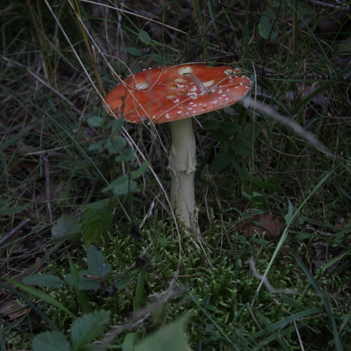 Photo #13951428