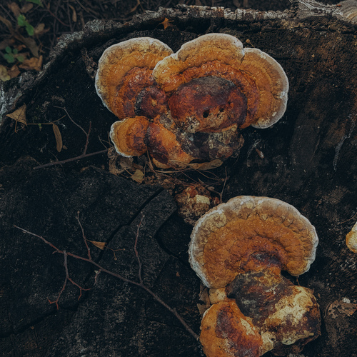 Photo #13951827