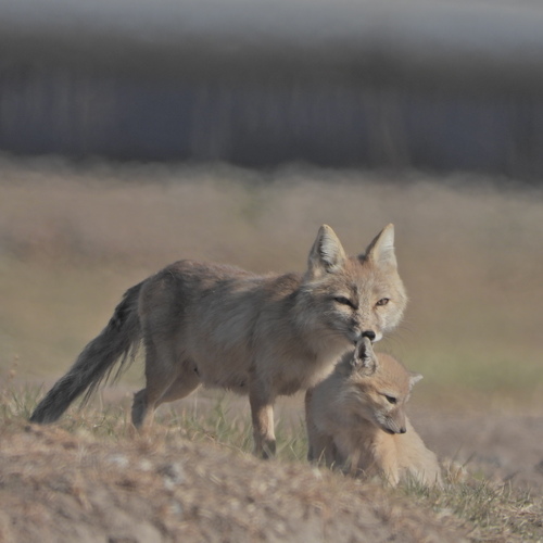 Эх Хярс (Corsac fox).