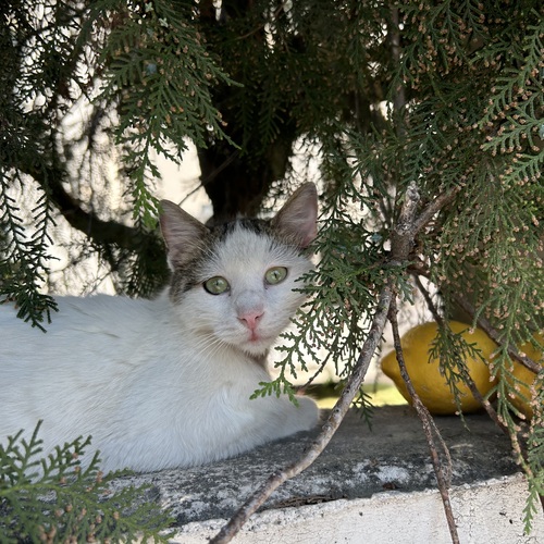 Photo #13953074