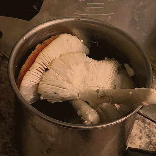 Photo #13953107