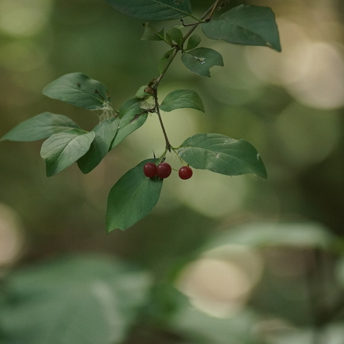 Photo #13953226