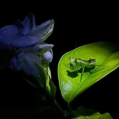 Hidden Predator