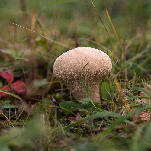 Photo #13953460