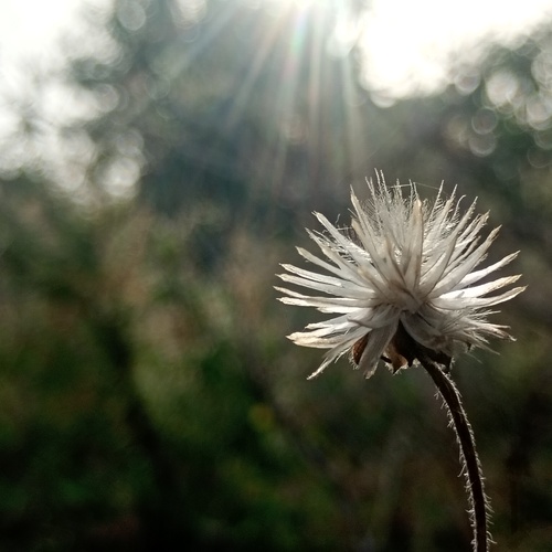 Chasing the Light