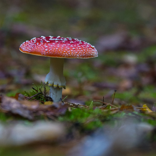Photo #13953682