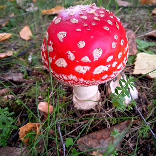 Photo #13953828