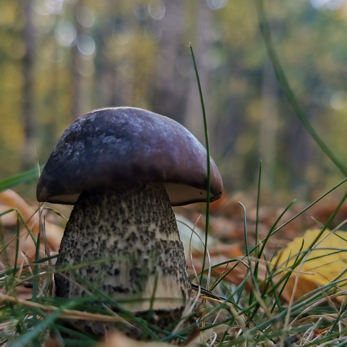 Photo #13954125