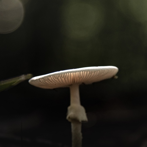 Photo #13954234
