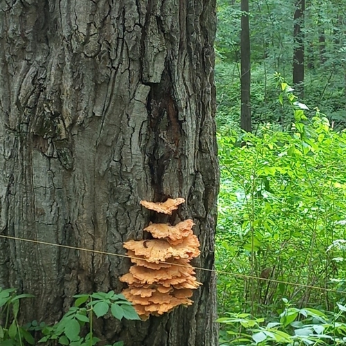 Photo #13954535