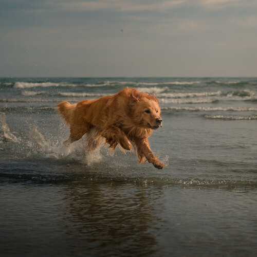 Photo #13954562