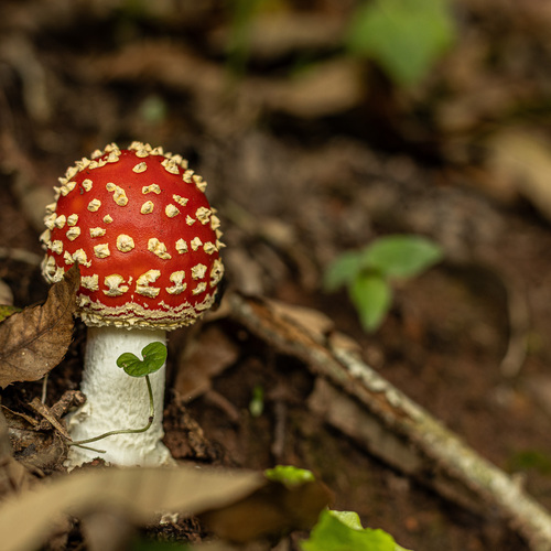 Photo #13954745