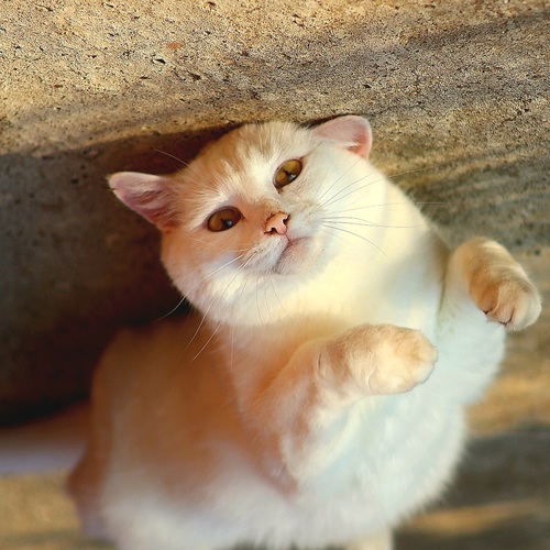Котэша