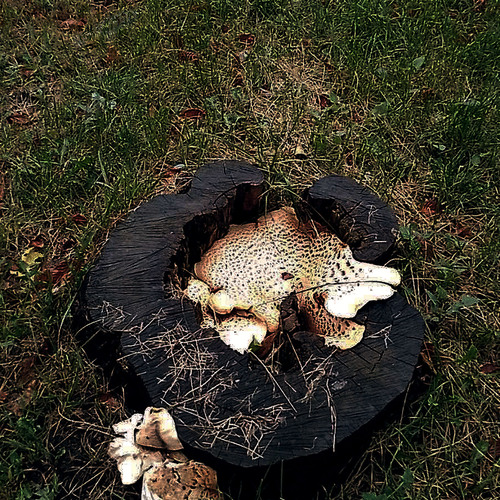 Photo #13955009