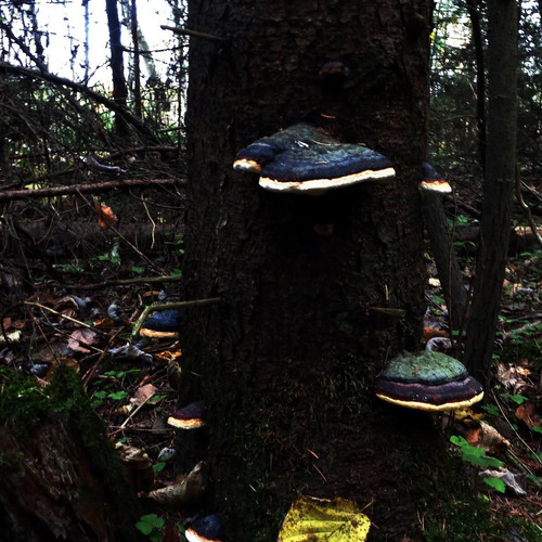 Photo #13955026