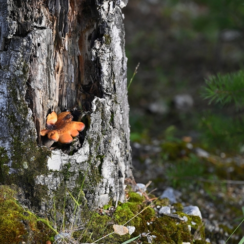 Photo #13955028