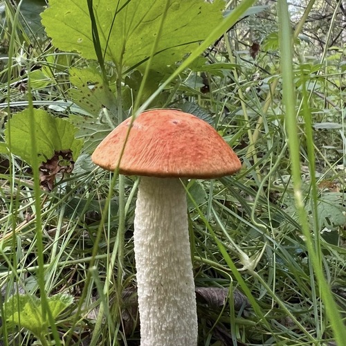 Photo #13955059