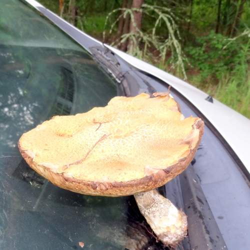 Photo #13955087