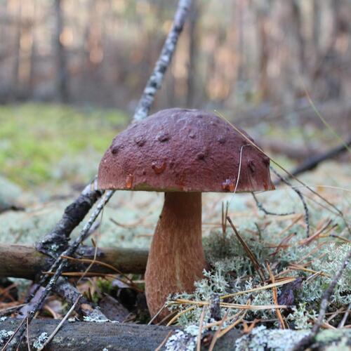 Photo #13955215