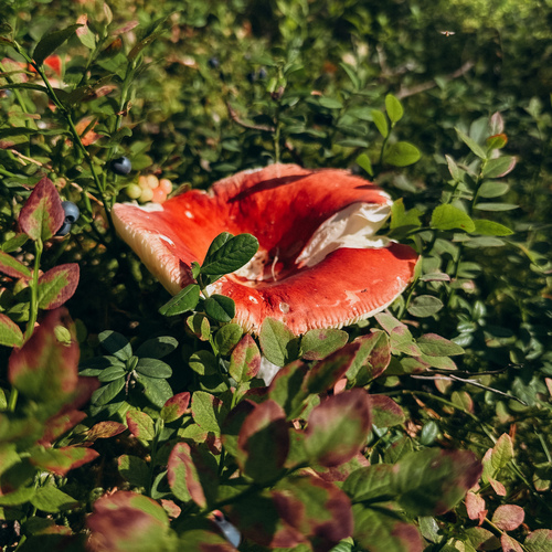 Photo #13955586