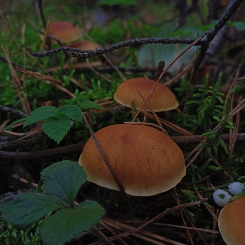 Photo #13955715