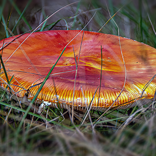 Photo #13955755