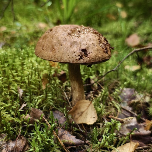 Photo #13955825