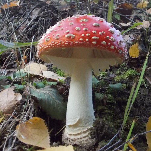 Photo #13955836