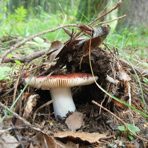 Photo #13955846