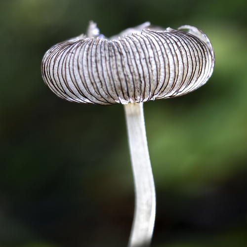 ToadstoolLines