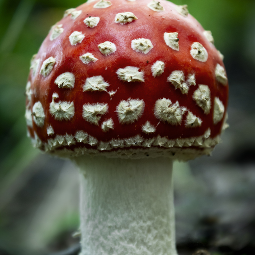RedRuff