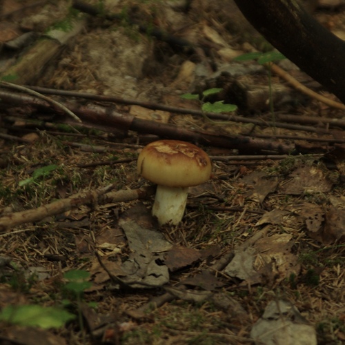 Photo #13956029