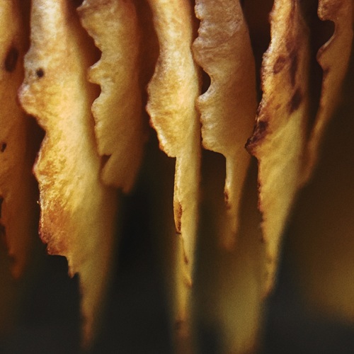 Photo #13956099