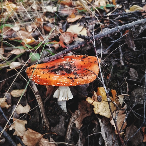Photo #13956169