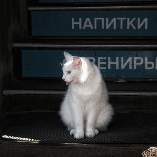 Photo #13956394