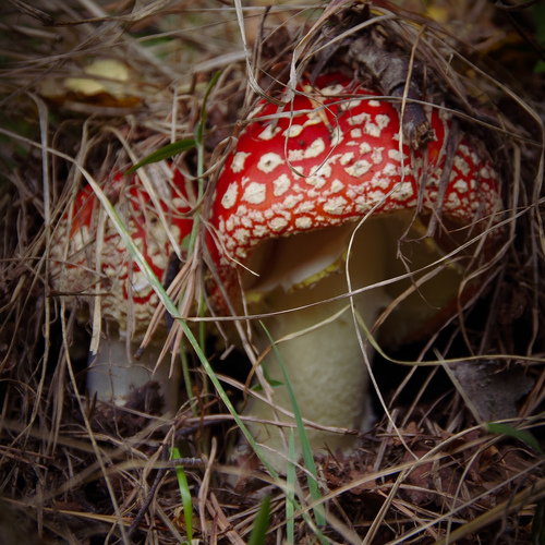 Photo #13956413
