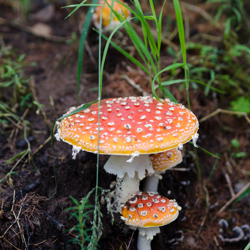 Photo #13957048