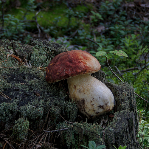Photo #13957071