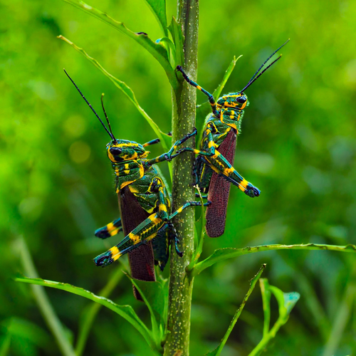 Pair of grasshoppers