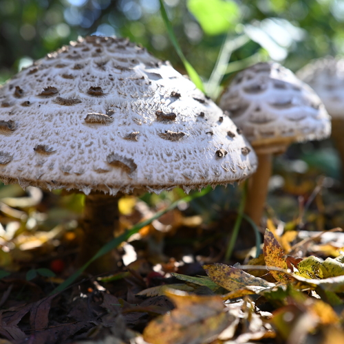 Photo #13957204